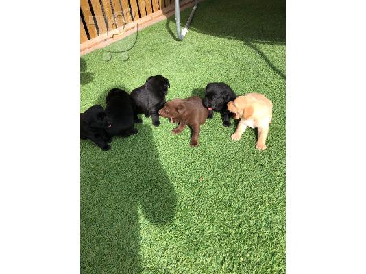 Η KC καταχωρήθηκε Fox Red Labrador